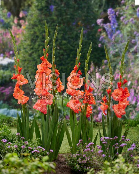 Gladiolus Teds Frizzle