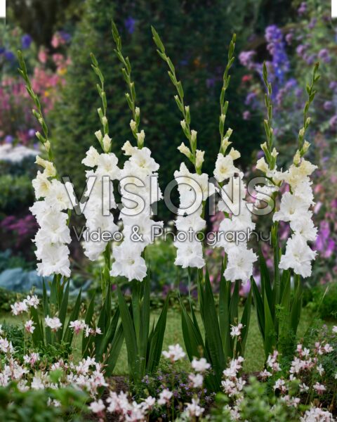 Gladiolus white