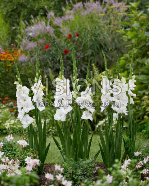 Gladiolus Blondy