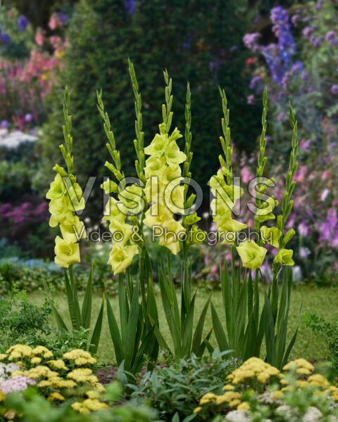 Gladiolus Lemon Tree