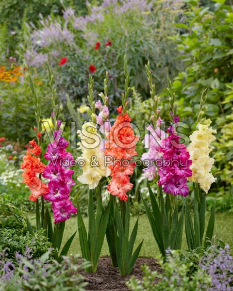 Gladiolus Flamencos mix