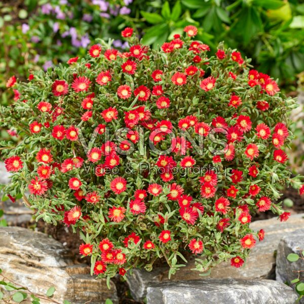 Delosperma Wheels of Wonder ® Hot Red Delosperma Wheels of Wonder ® Hot Red