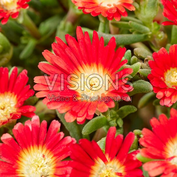 Delosperma Wheels of Wonder ® Hot Red Delosperma Wheels of Wonder ® Hot Red
