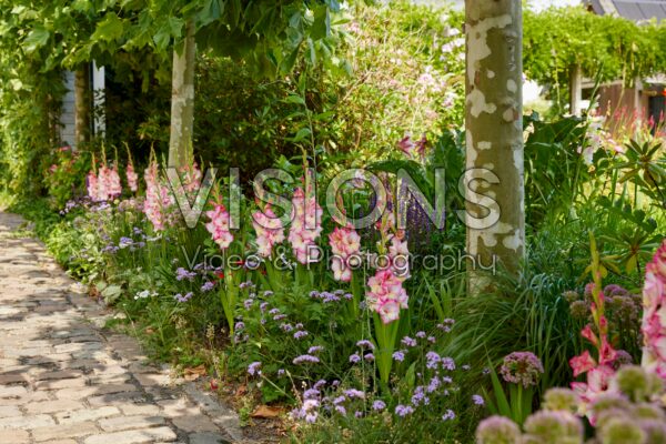 Gladiolus Emmy  Forever Bulbs
