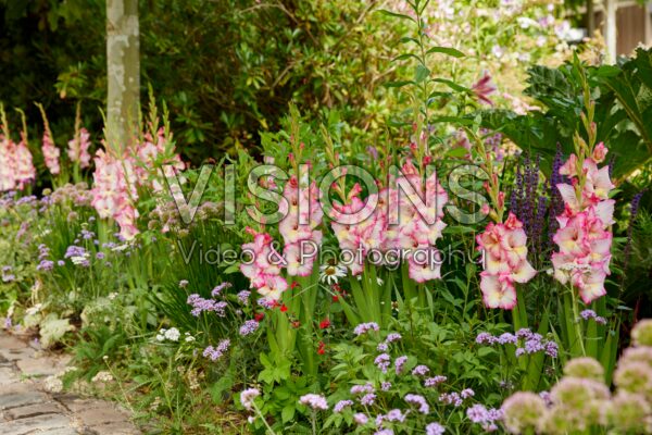 Bordiolus Gladiolus Emmy