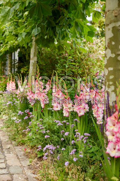 Bordiolus Gladiolus Emmy