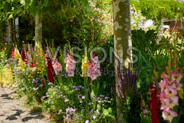 Mixed Bordiolus gladioli in border