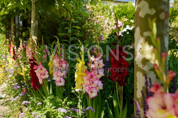 Mixed Bordiolus gladioli in border