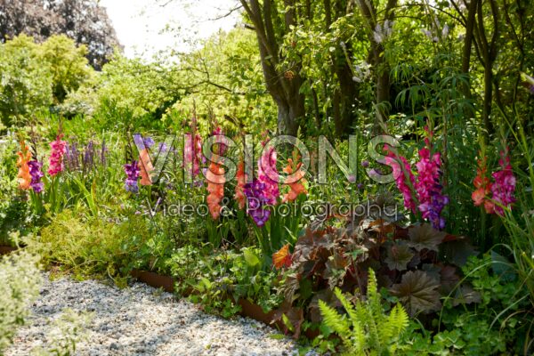 Mixed Bordiolus gladioli in border, Forever Bulbs, For Ever Bulbs