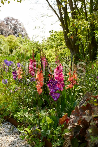 Gemengde Bordiolus gladiolen in border