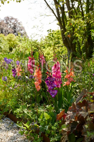 Mixed Bordiolus gladioli in border, Forever Bulbs