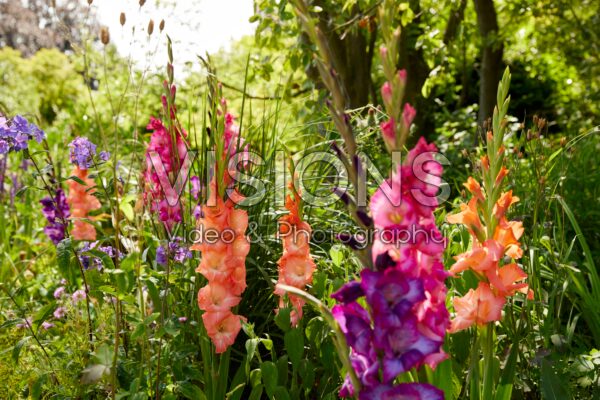 Mixed Bordiolus gladioli in border