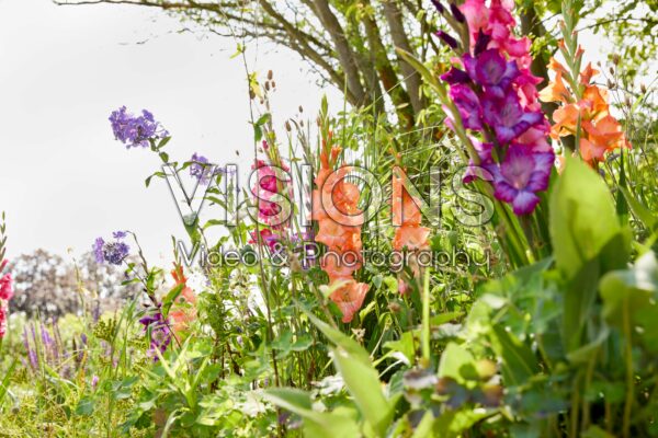 Mixed Bordiolus gladioli in border