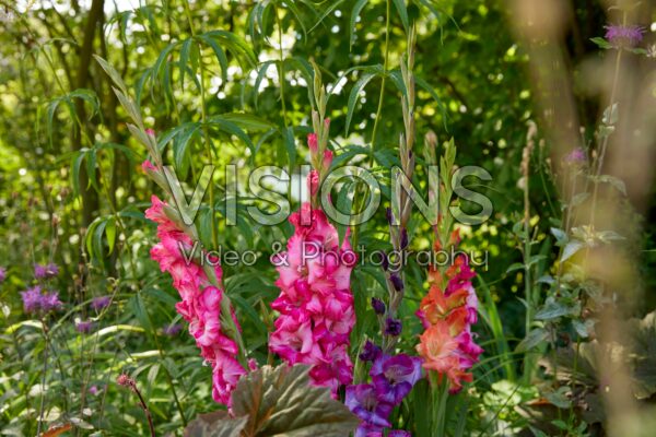 Gemengde Bordiolus gladiolen in border