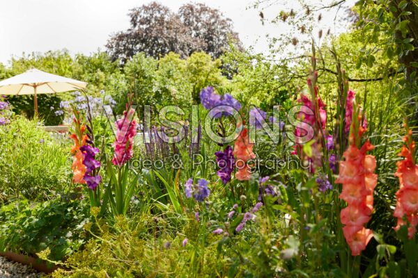 Gemengde Bordiolus gladiolen in border