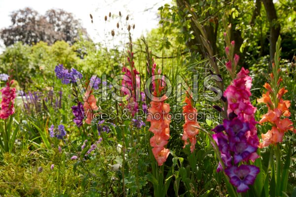 Mixed Bordiolus gladioli in border, Forever Bulbs
