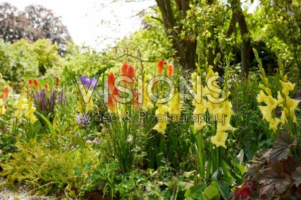 Bordiolus Gladiolus Luna Bordiolus Gladiolus Luna