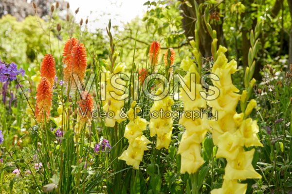 Bordiolus Gladiolus Luna