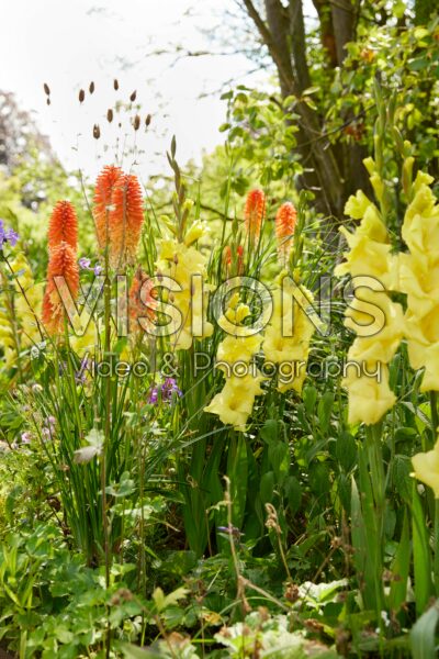 Bordiolus Gladiolus Luna Bordiolus Gladiolus Luna