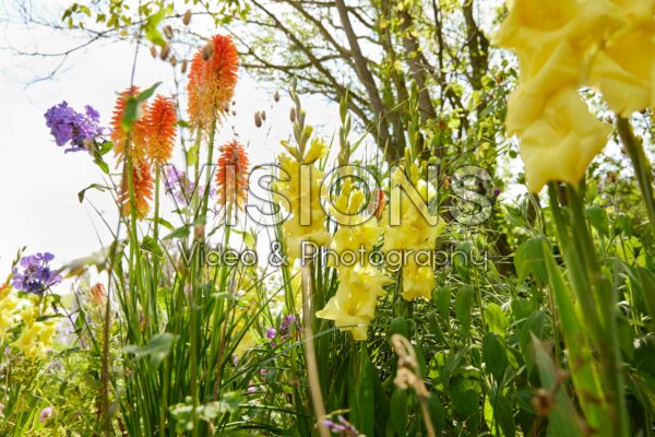 Bordiolus Gladiolus Luna