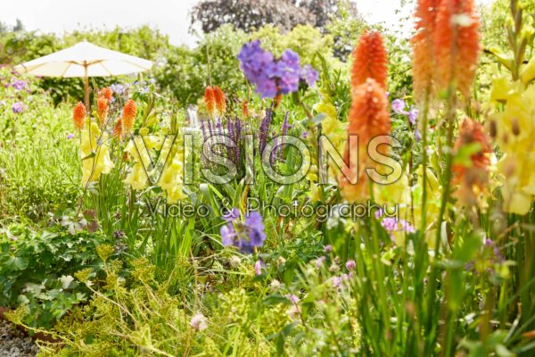 Bordiolus Gladiolus Luna