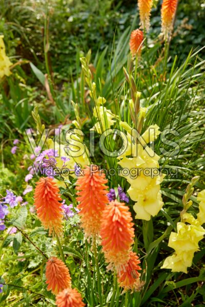 Bordiolus Gladiolus Luna