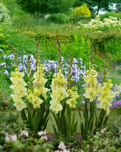 Gladiolus Happy Touch Gladiolus Happy Touch