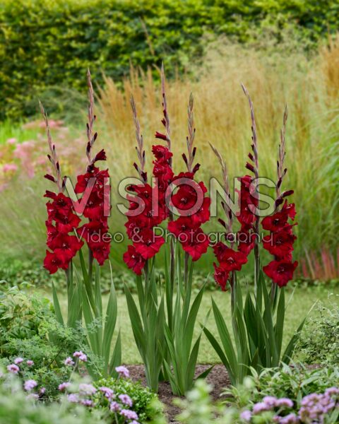 Gladiolus Tom