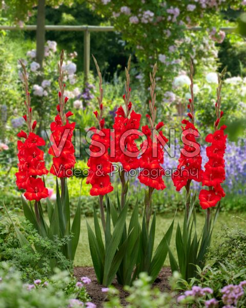 Gladiolus Peter Gladiolus Peter