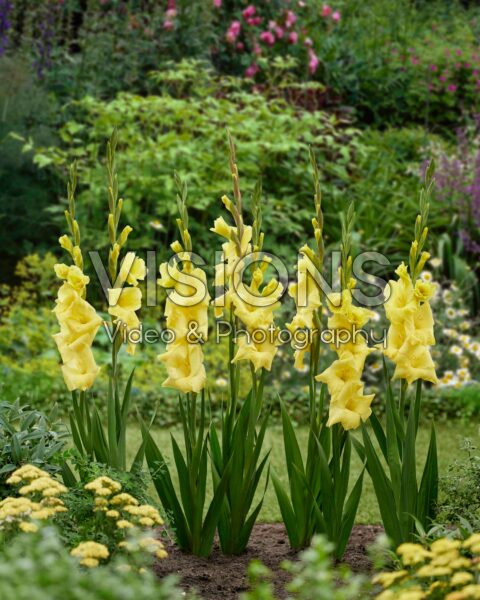 Gladiolus Luna