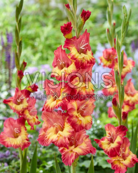 Gladiolus Ron Park