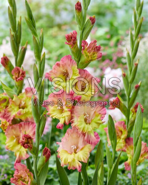 Gladiolus Conca Verde