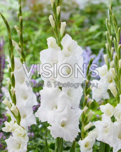 Gladiolus Puravida Gladiolus Puravida