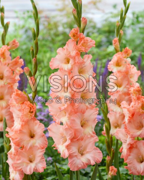 Gladiolus Alannah