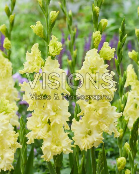 Gladiolus Lemon Ruffle