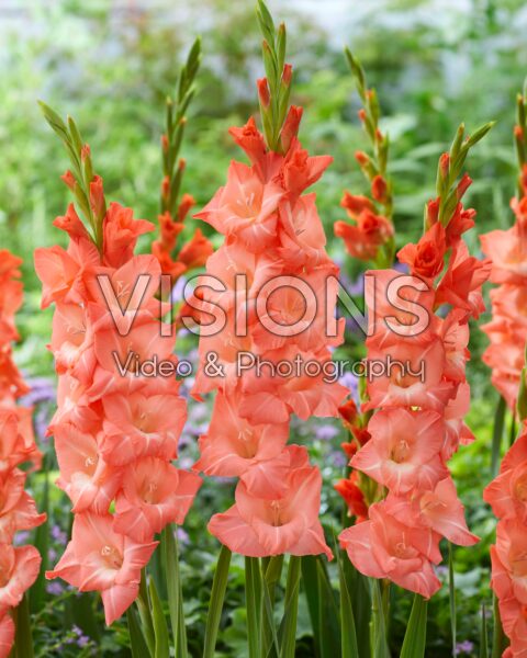 Gladiolus Lia Gladiolus Lia