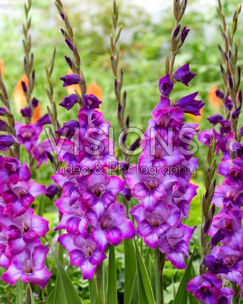Gladiolus Kim Gladiolus Kim