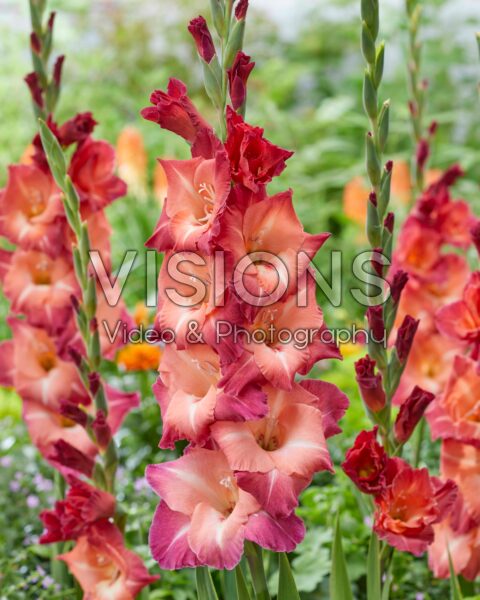 Gladiolus Ocaso