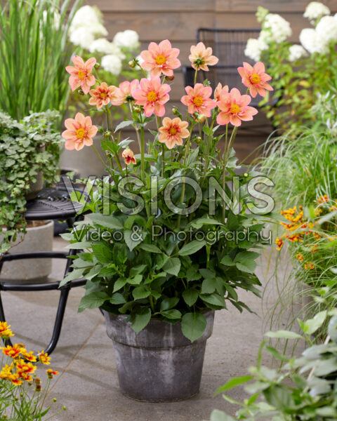 Dahlia Strawberry Bon Bon Dahlia Strawberry Bon Bon