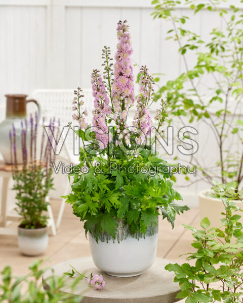 Delphinium Mystery Sensation Delphinium Mystery Sensation