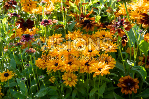 Rudbeckia mixed Rudbeckia mixed