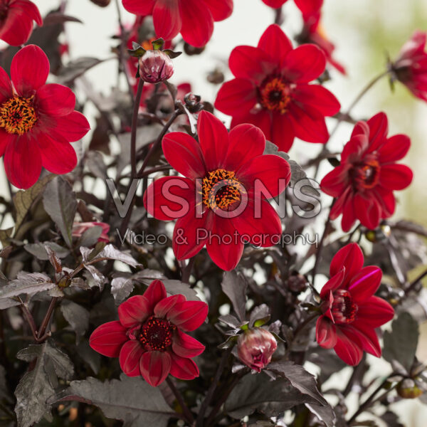 Dahlia Mystic Wonder Dahlia Mystic Wonder