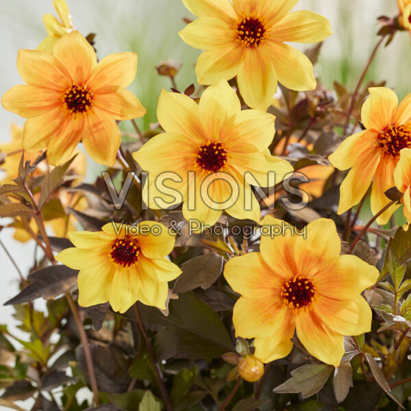 Dahlia Mystic Spirit Dahlia Mystic Spirit
