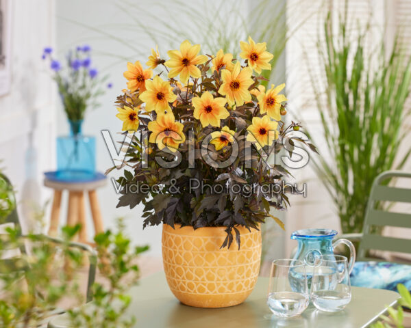 Dahlia Mystic Spirit Dahlia Mystic Spirit