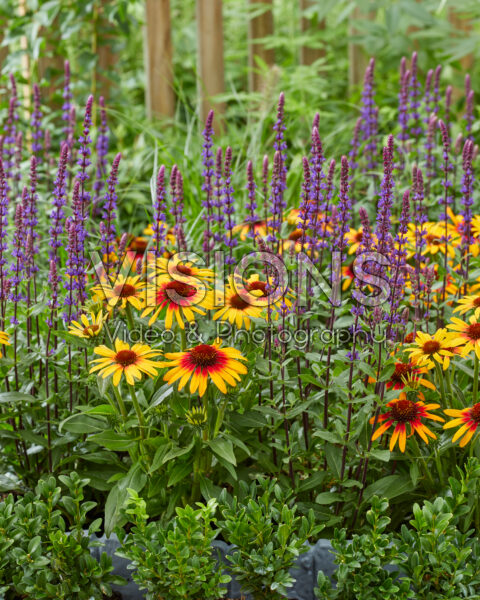 Echinacea SunSeekers Tequila Sunrise, Salvia Echinacea SunSeekers Tequila Sunrise, Salvia