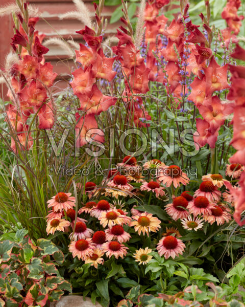 Mixed summer flowers Mixed summer flowers
