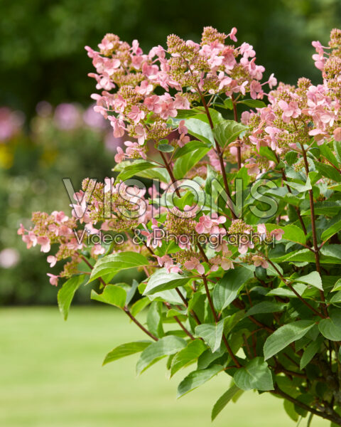 Hydrangea paniculata Early Harry® Hydrangea paniculata Early Harry®