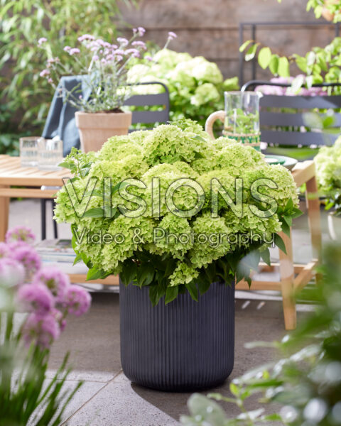 Hydrangea paniculata Living Little Apple®