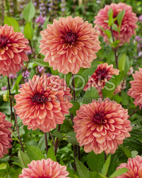 Dahlia Negroni Sunset Dahlia Negroni Sunset