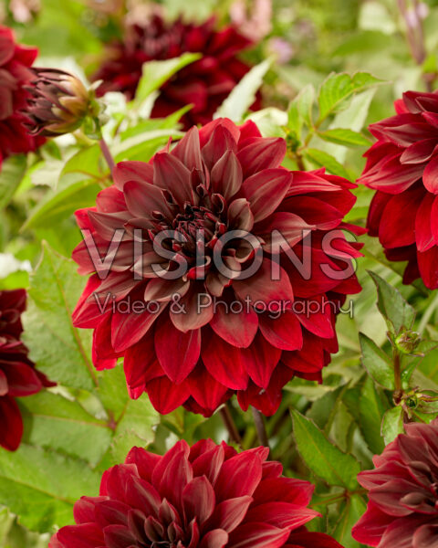 Dahlia Go Go Black Dahlia Go Go Black